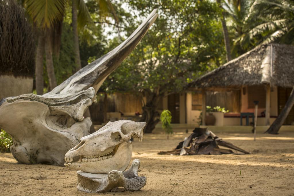 Cocodance Kitesurfing Resort Kalpitiya Exterior photo